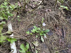 Mazus fauriei