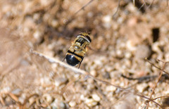 Copestylum apiciferum