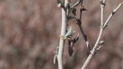 Eriogonum wrightii nodosum