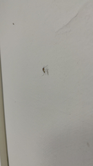 Culex quinquefasciatus