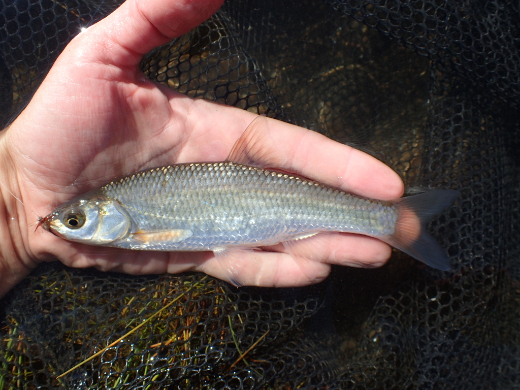 Dzungarian Dace