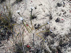 Lachnaea filamentosa