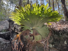 Platycerium superbum