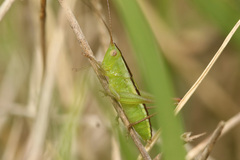 Conocephalus longipes