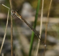 Austrolestes analis