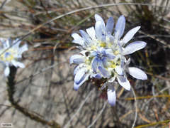 Lachnaea filamentosa