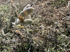 Lupinus chamissonis
