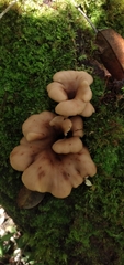 Lentinellus cochleatus