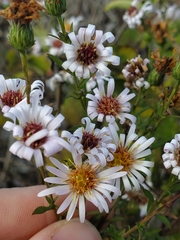 Symphyotrichum lanceolatum