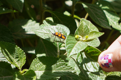 Oncopeltus orourkeae