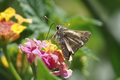 Atalopedes campestris huron