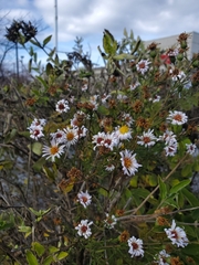 Symphyotrichum lanceolatum
