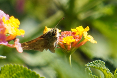 Atalopedes campestris huron