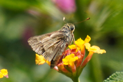 Atalopedes campestris huron