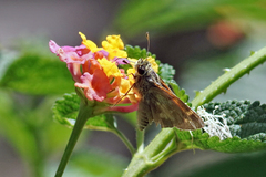 Atalopedes campestris huron