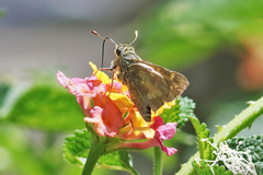 Atalopedes campestris huron