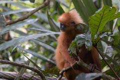 Presbytis rubicunda