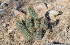 Echinocereus engelmannii