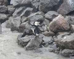 Phalacrocorax varius varius