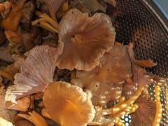 Craterellus lutescens