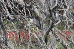 Nycticorax nycticorax