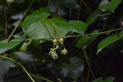 Pergularia