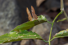 Abisara bifasciata suffusa