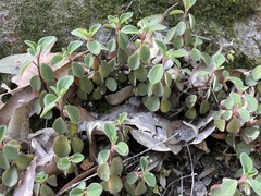 Peperomia leptostachya