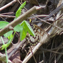 Acraea andromacha