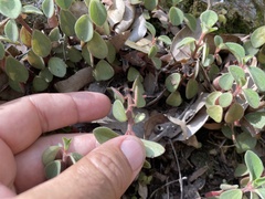 Peperomia leptostachya