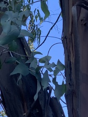 Eucalyptus cinerea