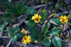 Goodenia trinervis