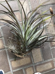 Tillandsia utriculata