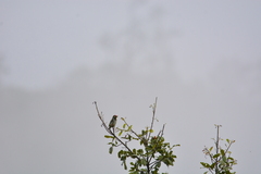 Psilopogon haemacephalus