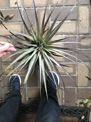 Tillandsia utriculata