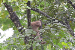 Macaca radiata