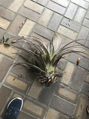 Tillandsia utriculata