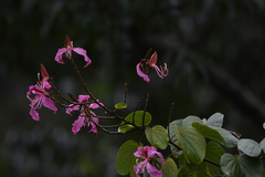 Bauhinia purpurea