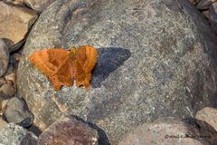 Abisara bifasciata suffusa