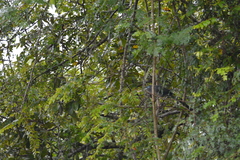 Phaenicophaeus viridirostris