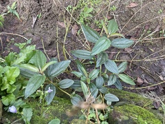 Boehmeria densiflora