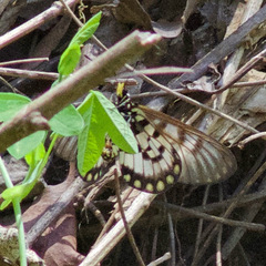 Acraea andromacha