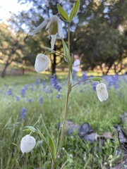 Calochortus albus
