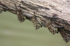 Rhynchonycteris naso