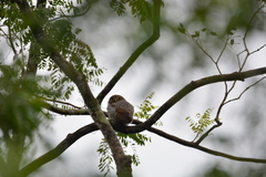 Glaucidium radiatum