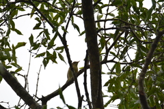 Acrocephalus dumetorum