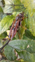Polistes jokahamae