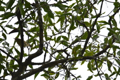 Phylloscopus nitidus