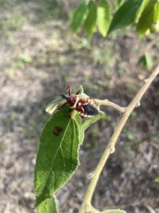 Apiomerus flaviventris