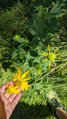 Rudbeckia laciniata